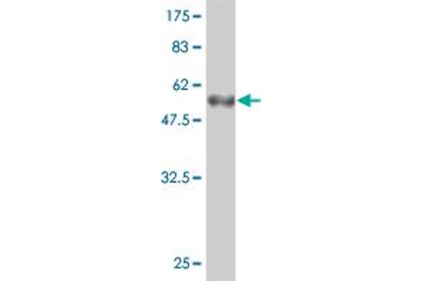 CRYBB1 antibody  (AA 1-252)