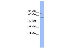 Western Blotting (WB) image for anti-Potassium Voltage-Gated Channel, KQT-Like Subfamily, Member 4 (KCNQ4) (Middle Region) antibody (ABIN2776165)