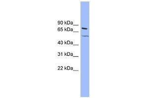 WB Suggested Anti-KCNQ4 Antibody Titration:  0. (KCNQ4 antibody  (Middle Region))