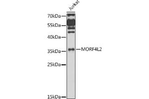 Western blot analysis of extracts of Jurkat cells, using MORF4L2 antibody (ABIN6128240, ABIN6143950, ABIN6143951 and ABIN6223485) at 1:1000 dilution. (MORF4L2 antibody  (AA 1-100))