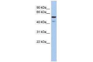 ATE1 antibody used at 1 ug/ml to detect target protein. (ATE1 antibody  (N-Term))