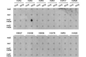 Dot-blot analysis of various methylation peptides using Dimethyl-Histone H3-K4 antibody (ABIN5969803). (Histone 3 antibody  (H3K4me2))