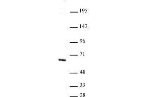HDAC1 antibody (mAb) tested by Western blot. (HDAC1 antibody  (AA 467-482))