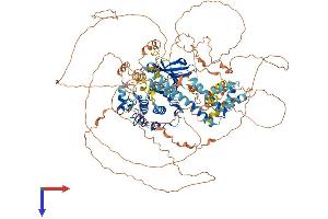 LATS, Large Tumor Suppressor, Homolog 2 (Drosophila) (LATS2) (AA 1-1088) protein (His tag)