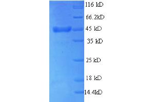 SDS-PAGE (SDS) image for Thyroid Peroxidase (TPO) (AA 22-194) protein (GST tag) (ABIN7479631)