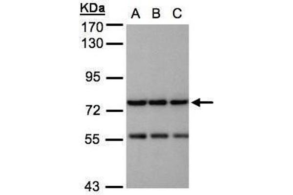 NAGLU antibody  (Center)