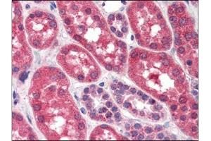 Human Kidney (formalin-fixed, paraffin-embedded) stained with FGFR1at 4 µg/ml followed by biotinylated anti-goat IgG secondary antibody, alkaline phosphatase-streptavidin and chromogen. (FGFR1 antibody  (C-Term))