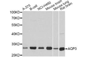 Western blot analysis of extracts of various cell lines, using AQP3 antibody. (AQP3 antibody  (AA 178-292))