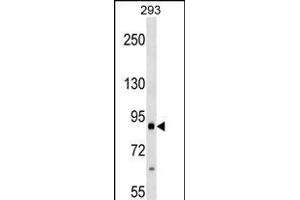 ITGB2 Antibody (ABIN1540012 and ABIN2838044) western blot analysis in 293 cell line lysates (35 μg/lane). (Integrin beta 2 antibody)