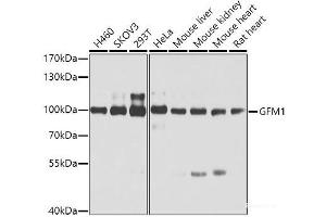 Western blot analysis of extracts of various cell lines using GFM1 Polyclonal Antibody at dilution of 1:3000. (GFM1 antibody)