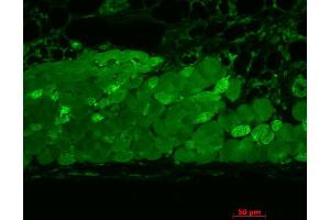 Immunohistochemistry analysis using Mouse Anti-Hsp90 Monoclonal Antibody, Clone 4F3. (HSP90 antibody  (Atto 594))