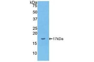Detection of Recombinant IL1a, Canine using Polyclonal Antibody to Interleukin 1 Alpha (IL1a) (IL1A antibody  (AA 132-265))