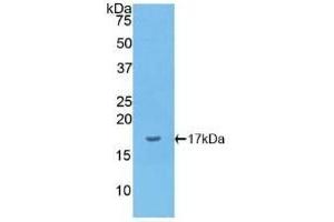 Detection of Recombinant IL1a, Canine using Polyclonal Antibody to Interleukin 1 Alpha (IL1a) (IL1A antibody  (AA 132-265))