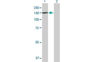 Western Blot analysis of TDRD1 expression in transfected 293T cell line by TDRD1 MaxPab polyclonal antibody. (TDRD1 antibody  (AA 1-1189))