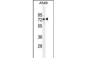 FBXO24 Antibody (Center) (ABIN654961 and ABIN2844600) western blot analysis in A549 cell line lysates (35 μg/lane). (FBXO24 antibody  (AA 118-145))
