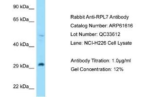 Western Blotting (WB) image for anti-Ribosomal Protein L7 (RPL7) (N-Term) antibody (ABIN2788853) (RPL7 antibody  (N-Term))
