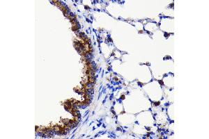Immunohistochemistry of paraffin-embedded mouse lung using  antibody (ABIN7265709) at dilution of 1:100 (40x lens). (ATG3 antibody)