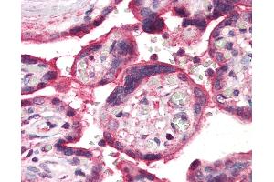 Anti-ERAP1 / ARTS1 antibody IHC of human placenta. (ERAP1 antibody  (Internal Region))