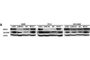 Western Blotting (WB) image for anti-Epithelial Cell Adhesion Molecule (EPCAM) (AA 40-260) antibody (ABIN3021638)