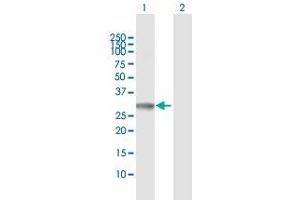 Western Blot analysis of PYCR1 expression in transfected 293T cell line by PYCR1 MaxPab polyclonal antibody. (PYCR1 antibody  (AA 1-319))
