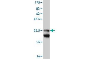 Western Blot detection against Immunogen (33. (EFHD1 antibody  (AA 168-238))