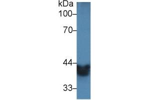 Western blot analysis of Mouse Small intestine lysate, using Mouse ADH1 Antibody (2 µg/ml) and HRP-conjugated Goat Anti-Rabbit antibody (
