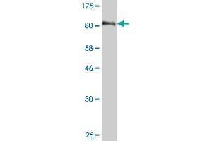 Western Blot detection against Immunogen (90. (EBF1 antibody  (AA 1-591))