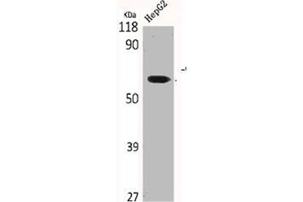 CLK2 antibody  (N-Term)