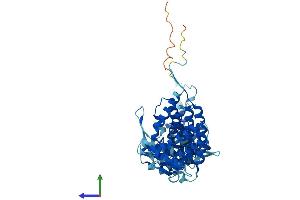 Protein Structure (PS) image for Chaperonin Containing TCP1, Subunit 3 (Gamma) (CCT3) (AA 1-545) protein (His tag) (ABIN7544394)