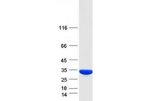 Western Blotting (WB) image for Pyrroline-5-Carboxylate Reductase 3 (PYCRL) protein (Myc-DYKDDDDK Tag) (ABIN2730235)