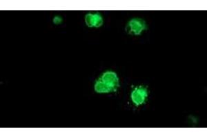 Anti-C6orf64 mouse monoclonal antibody (ABIN2455752) immunofluorescent staining of COS7 cells transiently transfected by pCMV6-ENTRY C6orf64 (RC205273). (SAYSD1 antibody)