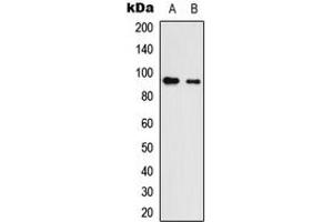 Western blot analysis of Neuroligin 3 expression in HEK293T (A), NS-1 (B) whole cell lysates.