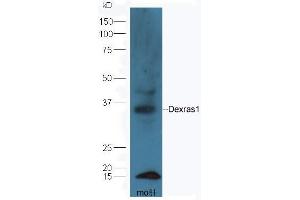 RASD1 antibody  (AA 21-120)