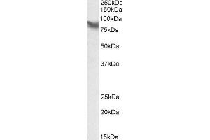 ABIN2563709 (0. (LPP antibody  (Internal Region))