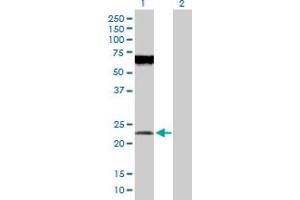 Western Blot analysis of POFUT1 expression in transfected 293T cell line by POFUT1 MaxPab polyclonal antibody. (POFUT1 antibody  (AA 1-194))