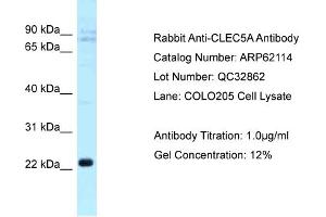 Western Blotting (WB) image for anti-C-Type Lectin Domain Family 5, Member A (CLEC5A) (C-Term) antibody (ABIN2789025) (CLEC5A antibody  (C-Term))