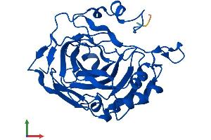 AlphaFold protein structure predicition of Human Recombinant CA13 Protein, UniprotID Q8N1Q1