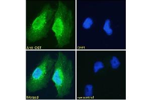 ABIN190863 Immunofluorescence analysis of paraformaldehyde fixed U251 cells, permeabilized with 0.