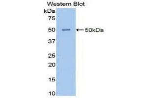 Western Blotting (WB) image for anti-Enolase 2 (Gamma, Neuronal) (ENO2) (AA 1-434) antibody (ABIN1077987) (ENO2/NSE antibody  (AA 1-434))
