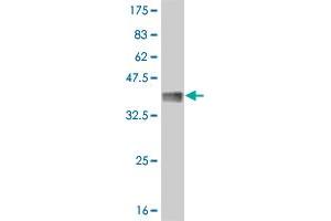 Western Blot detection against Immunogen (36. (MYBL2 antibody  (AA 601-700))