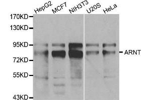 Western blot analysis of extracts of various cell lines, using ARNT antibody.