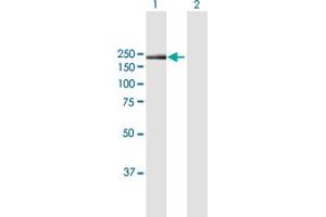 Western Blot analysis of ITGA1 expression in transfected 293T cell line by ITGA1 MaxPab polyclonal antibody. (Integrin alpha 1 antibody  (AA 1-1179))