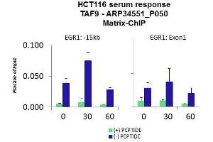 Quiescent human colon carcinoma HCT116 cultures were treated with 10% FBS for three time points (0, 15, 30min) or (0, 30, 60min) were used in Matrix-ChIP and real-time PCR assays at EGR1 gene (Exon1) and 15kb upstream site. (TAF9 antibody  (N-Term))