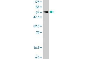 GNAI1 antibody  (AA 1-354)