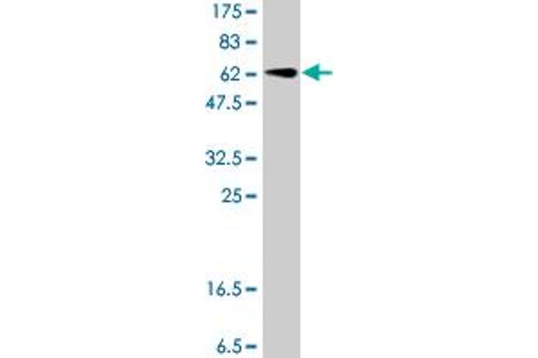 GNAI1 antibody  (AA 1-354)