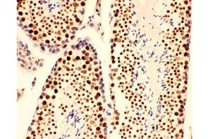 IHC-P testing of mouse testis tissue (BRCA1 antibody  (AA 1661-1863))