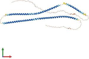 AlphaFold protein structure predicition of Human Recombinant KRT38 Protein, UniprotID O76015 (KRT38 Protein (AA 1-456) (His tag))