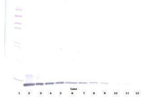 Image no. 1 for anti-Chemokine (C-C Motif) Ligand 19 (CCL19) antibody (ABIN465454) (CCL19 antibody)