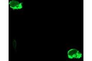 Image no. 3 for anti-Glutamyl Aminopeptidase (Aminopeptidase A) (ENPEP) antibody (ABIN1498028) (ENPEP antibody)