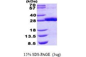Image no. 1 for Epidermal Retinal Dehydrogenase 2 (RDHE2) protein (His tag) (ABIN1098559) (SDR16C5 Protein (His tag))